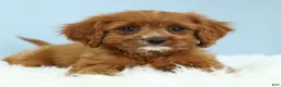 Cavapoo dogs for sale: Buckeye 🍦 - Ad 2