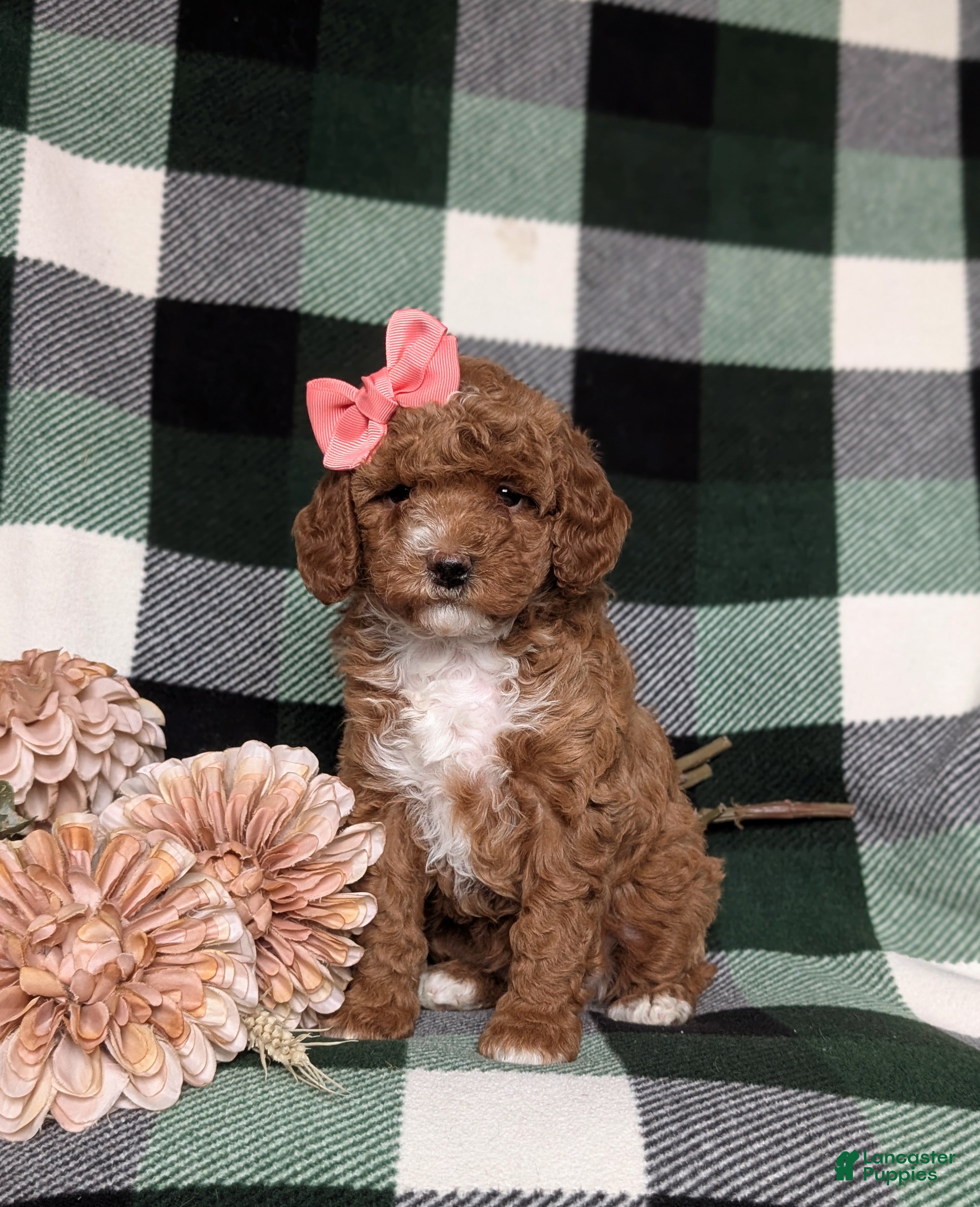 Miniature Poodle dogs for sale: Kassidy - Ad 3