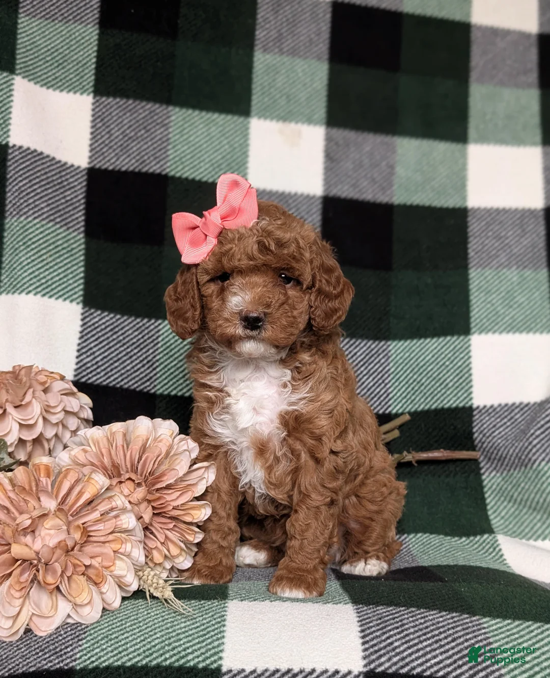 Miniature Poodle dogs for sale: Kassidy - Ad 1