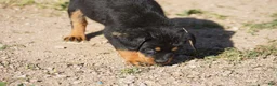 Rottweiler dogs for sale: Rottweiler F3 - Ad 8