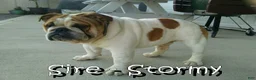 English Bulldog dogs for sale: Molly - Ad 11