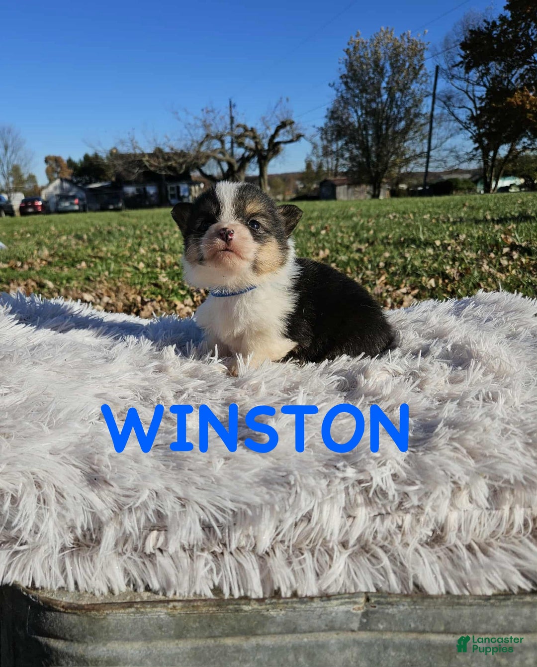 American Corgi dogs for sale: American Corgi Puppy 5 - Ad 1