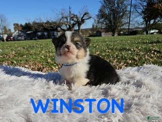 American Corgi dogs American Corgi Puppy 5 - Ad 3