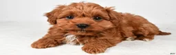 Cavapoo dogs for sale: Harley - Ad 7