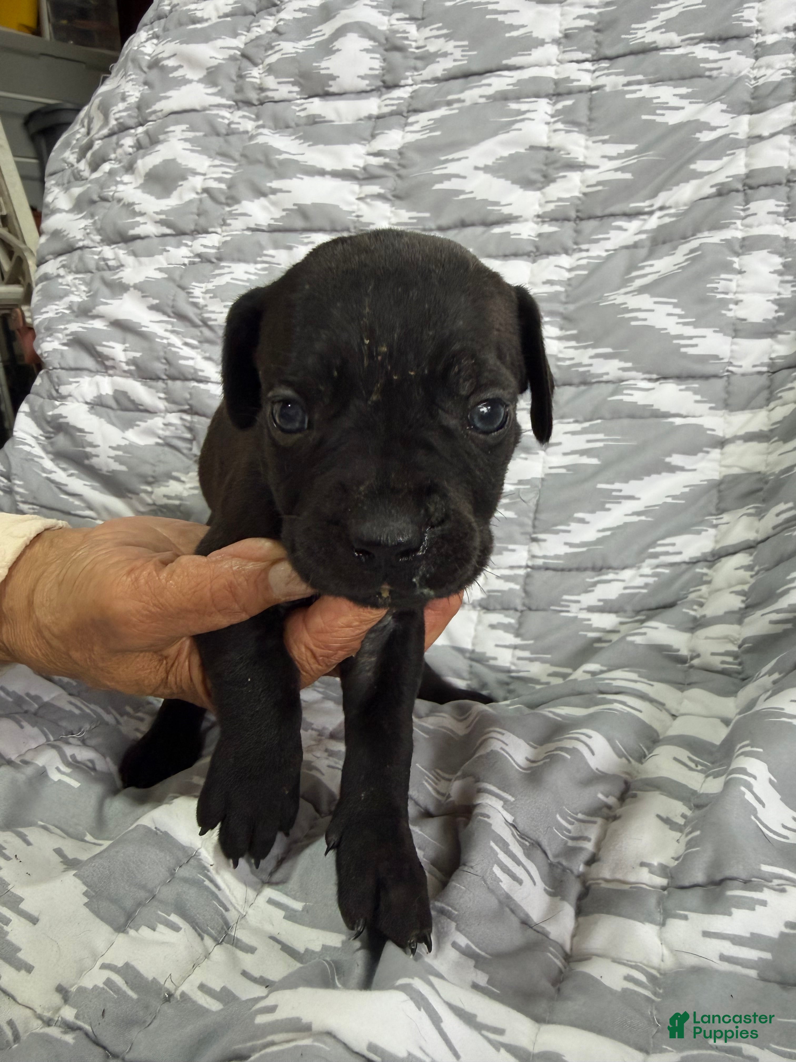 Cane Corso dogs Max - Ad 1