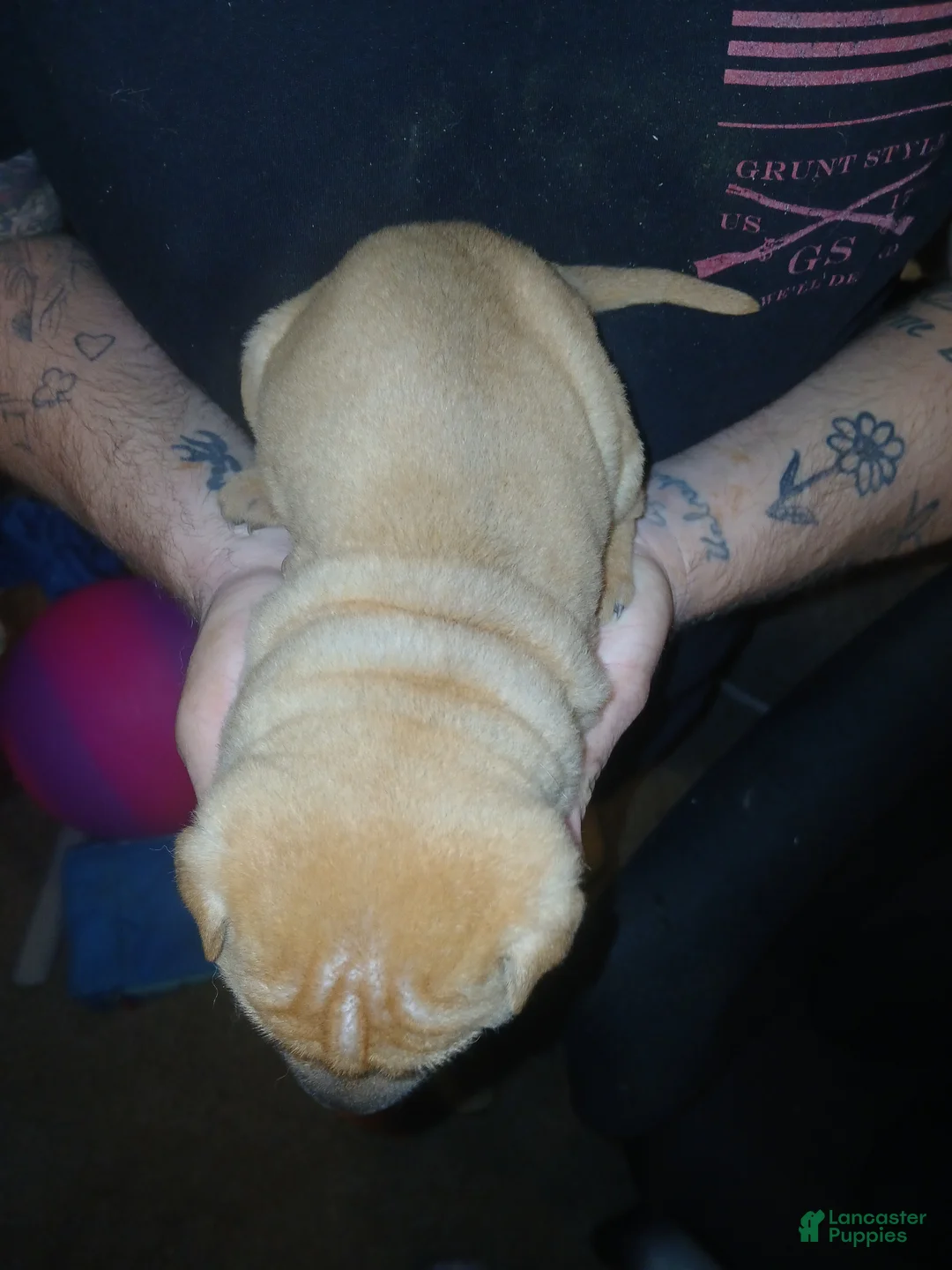 Shar Pei dogs for sale: Shar Pei Puppy 5 - Ad 2
