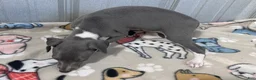 Italian Greyhound dogs for sale: Snapdragon - Ad 9