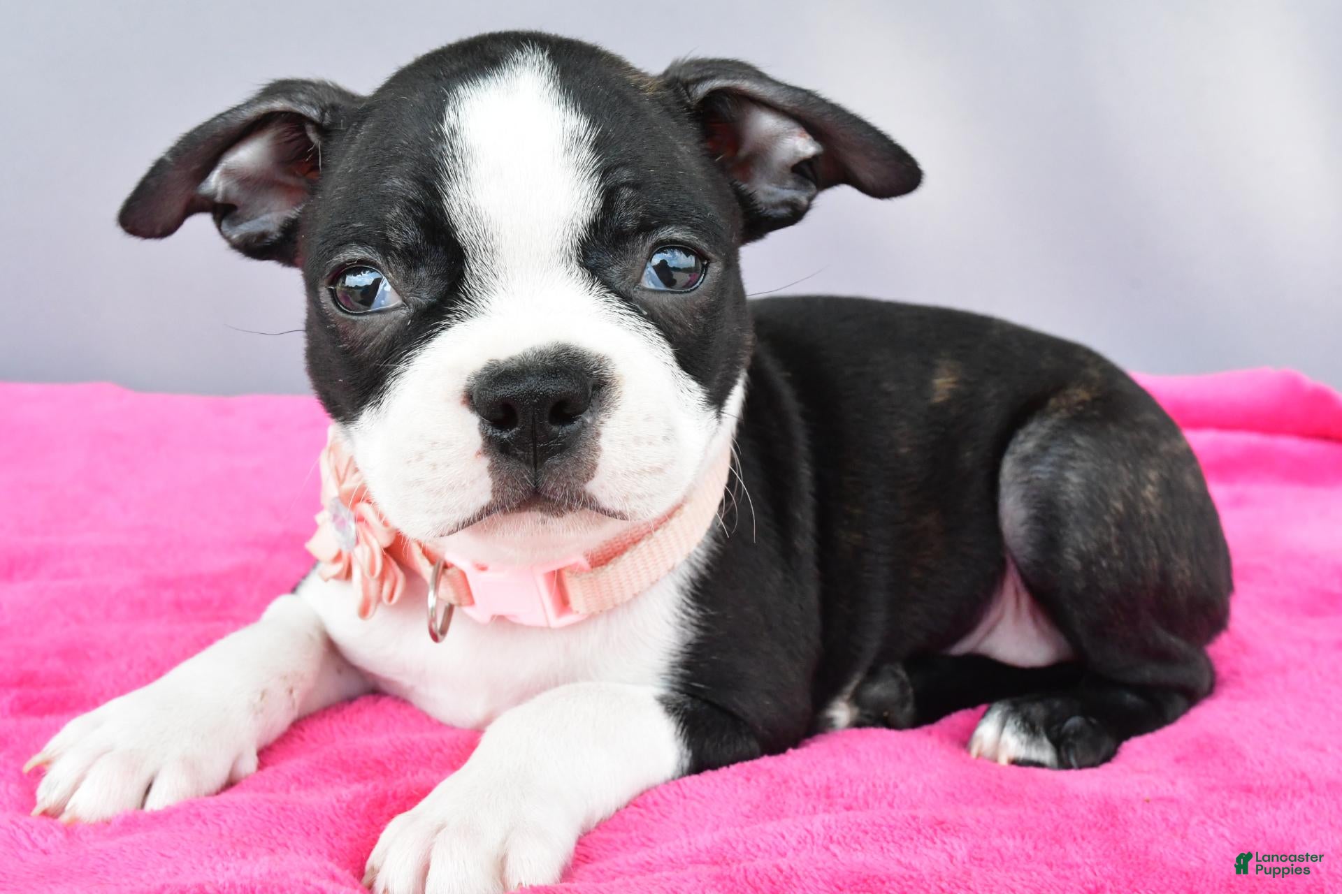Boston Terrier dogs Sasha - Ad 1