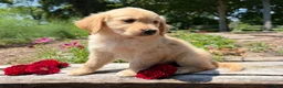 Golden Retriever dogs for sale: Emily - Ad 4
