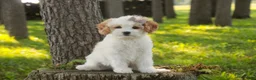 Mixed Breed dogs for sale: Pebbles Munchkin Bernedoodle - Ad 3