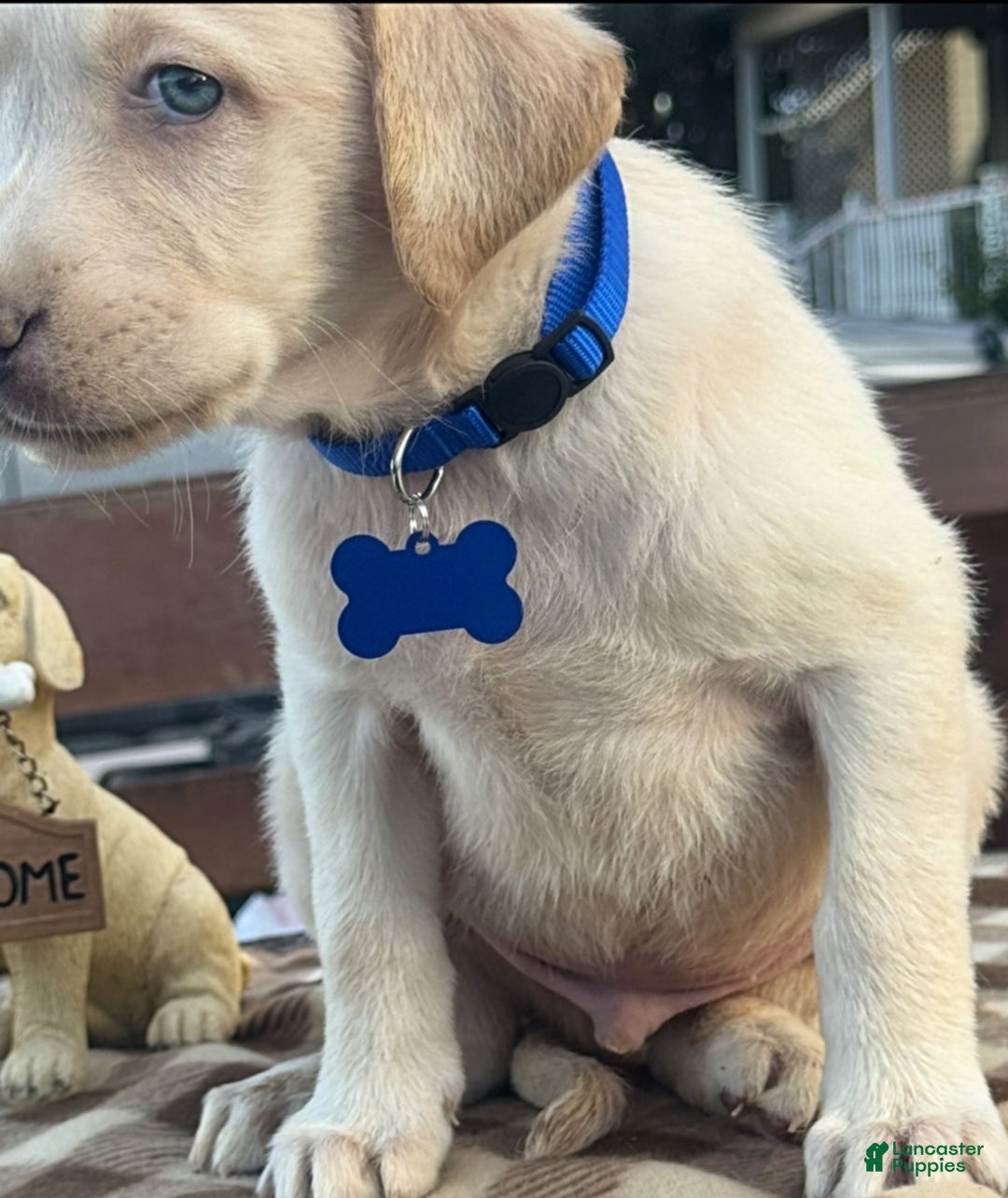 Labrador Retriever dogs for sale: Labrador Retriever Puppy 1 - Ad 5