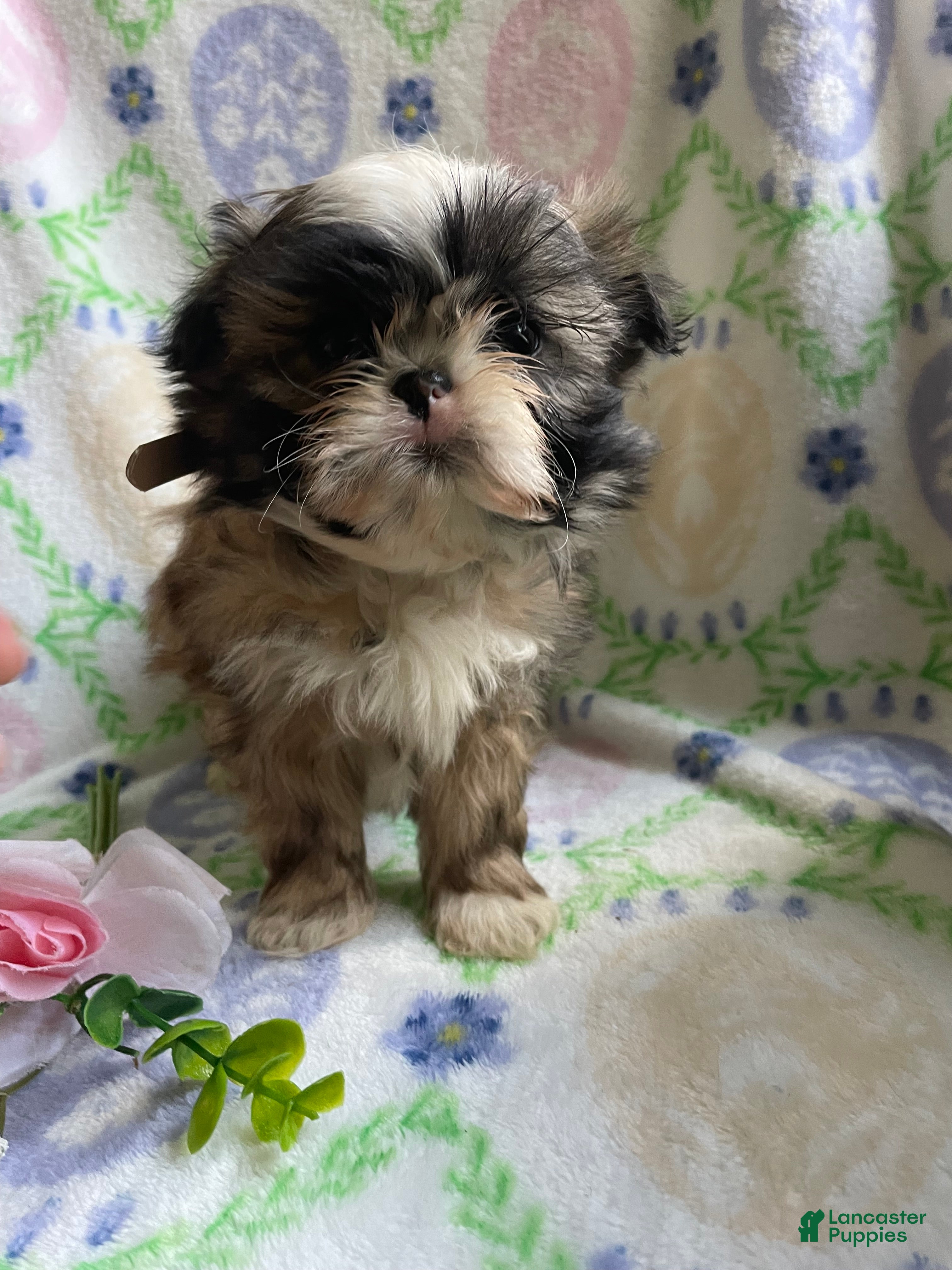 Shih Tzu dogs George - Ad 30