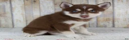 Pomsky dogs for sale: Brooke - Ad 2
