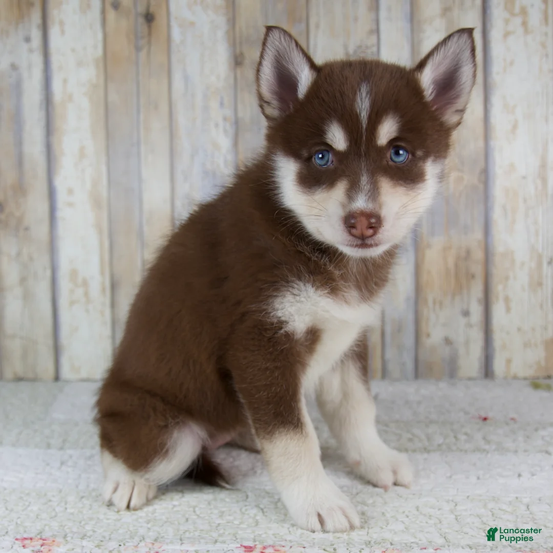 Pomsky dogs for sale: Brooke - Ad 2