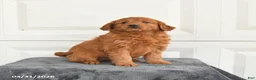 Mini Goldendoodle dogs for sale: Maggie - Ad 3