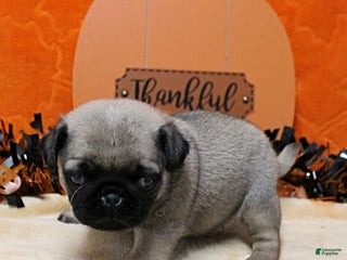 Pug dogs AKC Sandy's Male Puppy 3 - Ad 26