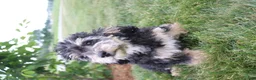 Toy Poodle dogs for sale: Silver - Ad 6