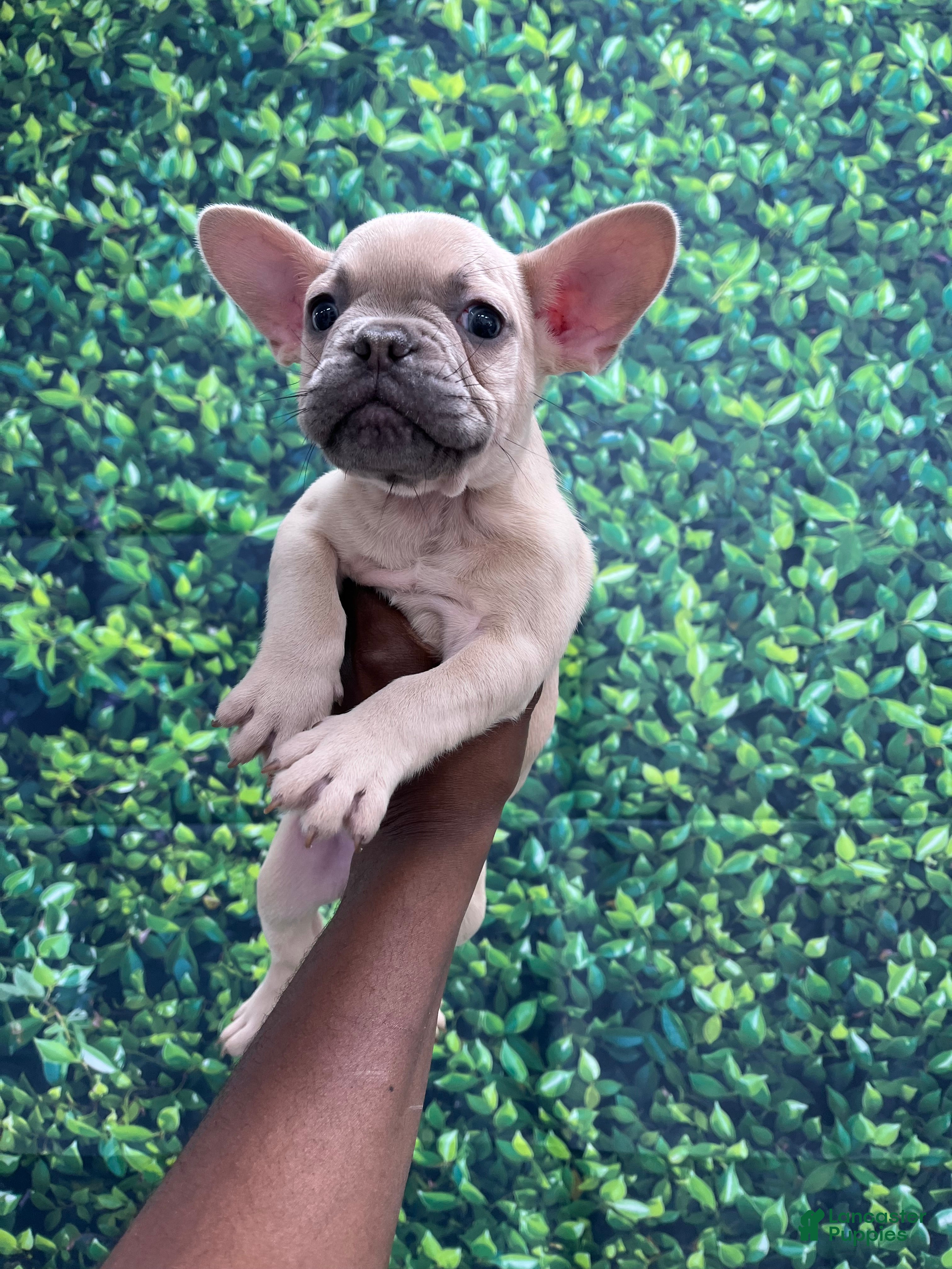 French Bulldog dogs for sale: French Bulldog Puppy 2 - Ad 2