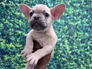 French Bulldog dogs for sale: French Bulldog Puppy 2 - Ad 2
