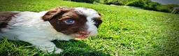 Havapoo dogs for sale: Teddy - Ad 12
