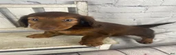 Miniature Dachshund dogs for sale: Emma - Ad 6