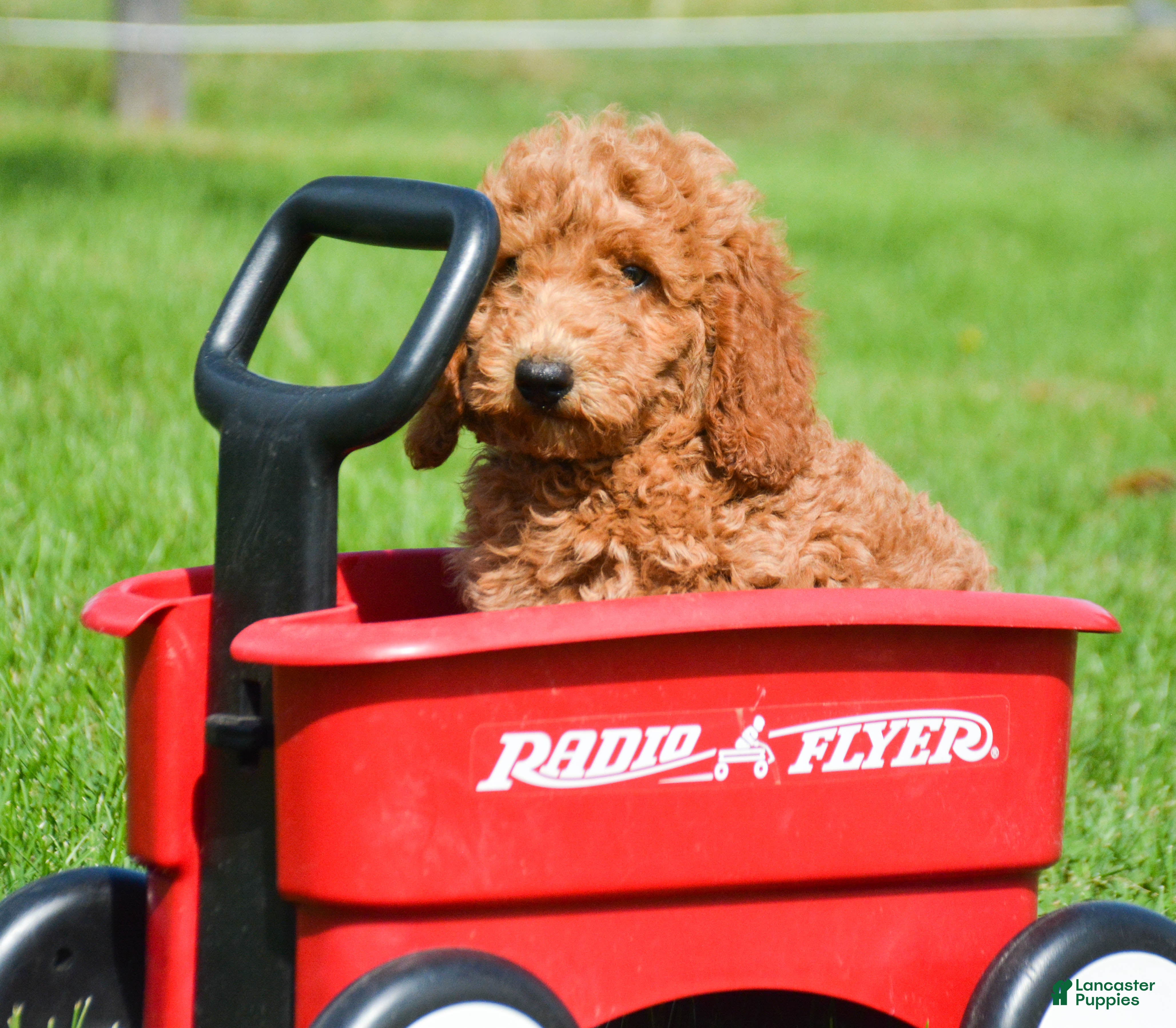 Mini Goldendoodle dogs Dani Mini Goldendoodle 5 - Ad 1