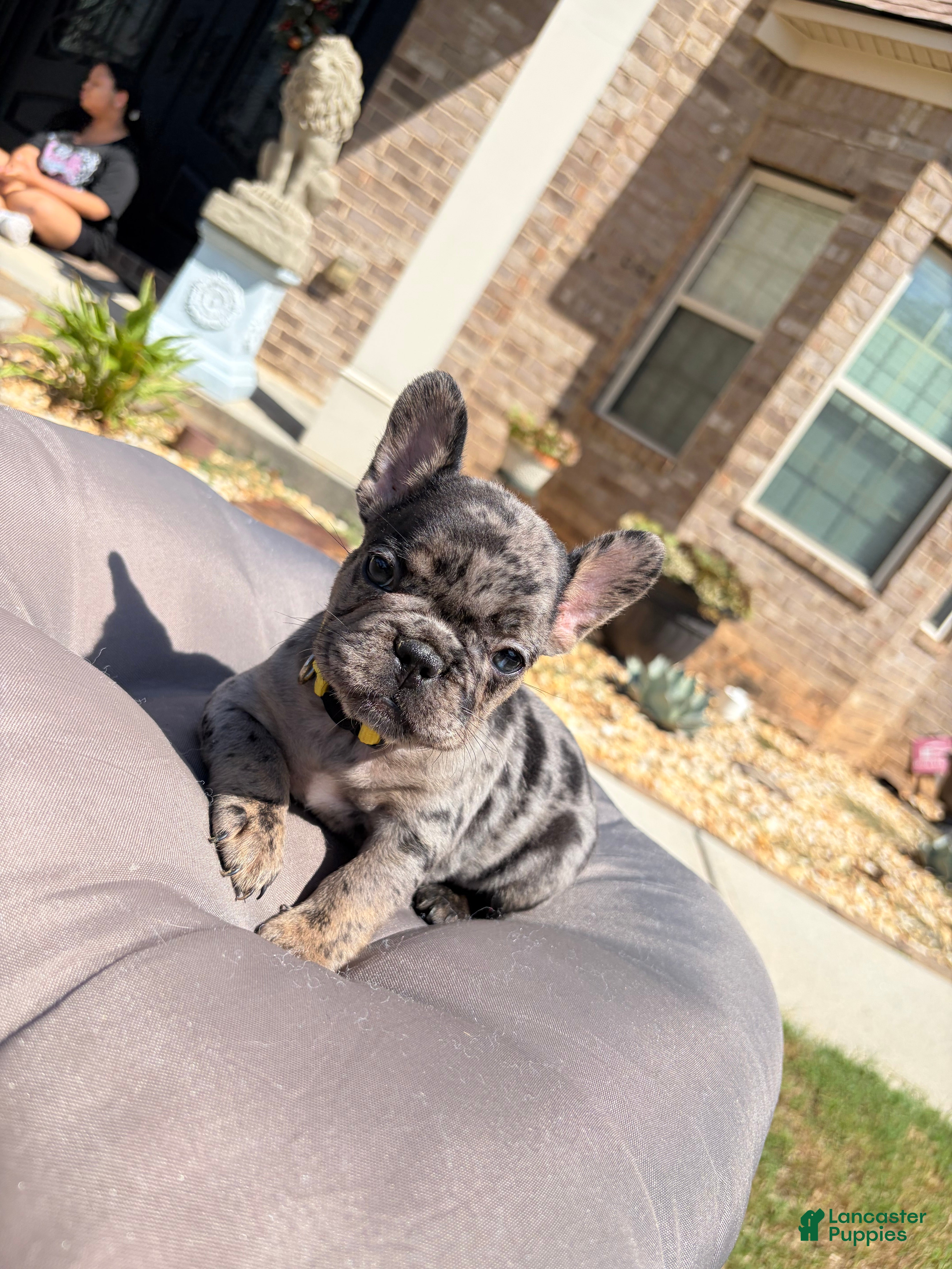 French Bulldog dogs Tilly Milly - Ad 2