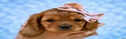 Cavapoo dogs for sale: Ethel Cavapoo Pup - Ad 5
