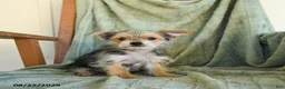 Morkie dogs for sale: Norman - Ad 3