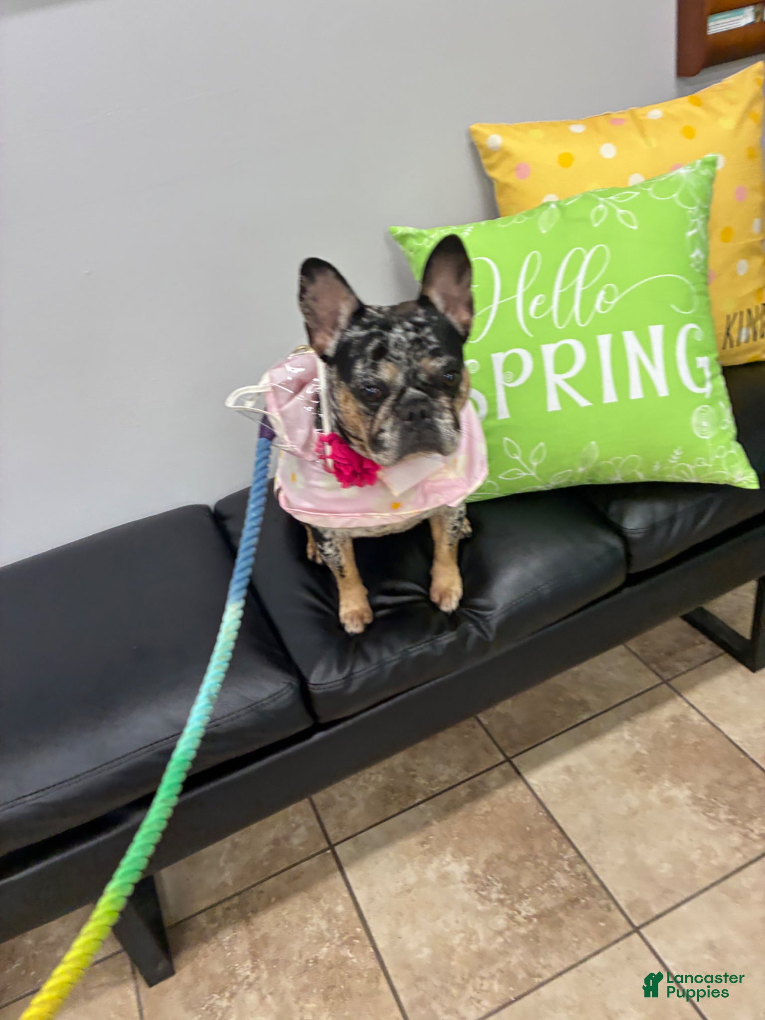 French Bulldog dogs Michelangelo lilac and tan French bulldog - Ad 2