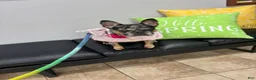French Bulldog dogs for sale: Da Vinci lilac french bulldog - Ad 2