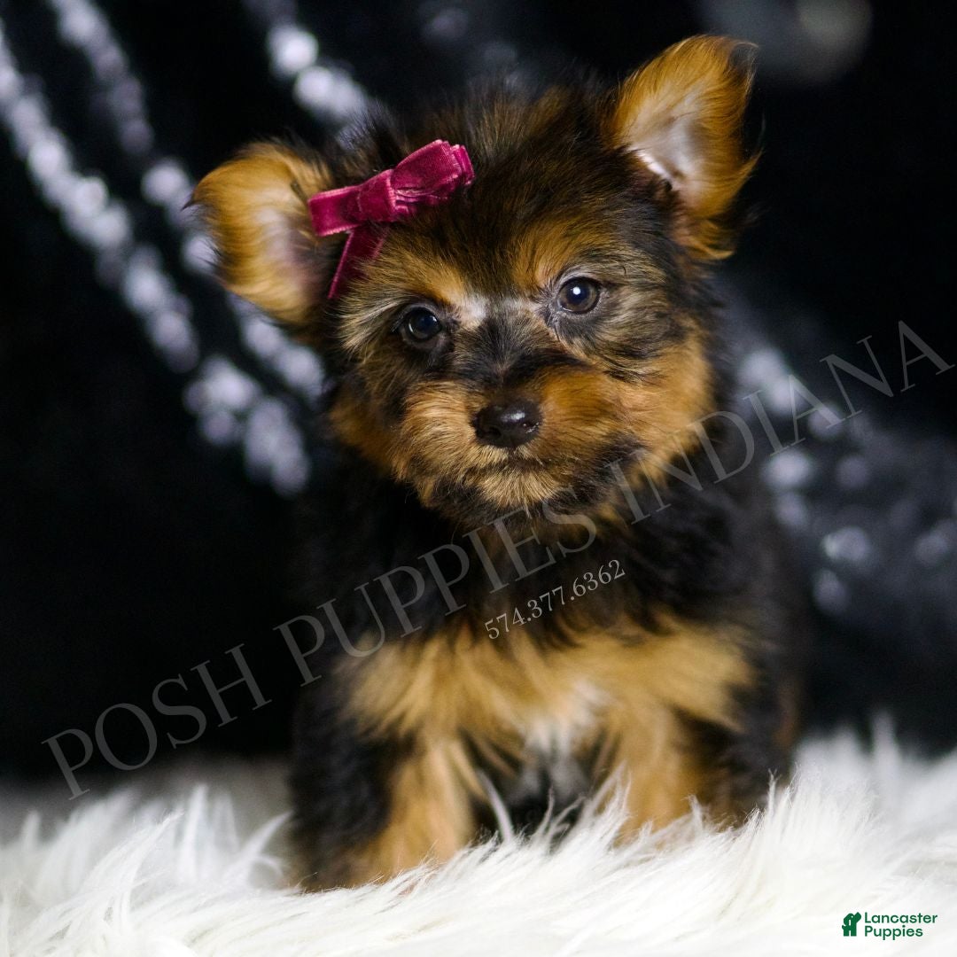 Yorkshire Terrier dogs for sale: Claret - Ad 4