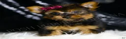 Yorkshire Terrier dogs for sale: Claret - Ad 4