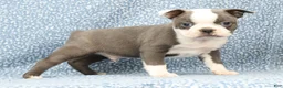 Boston Terrier dogs for sale: Buster - Ad 3