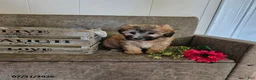 Maltipoo dogs for sale: Oscar - Ad 2