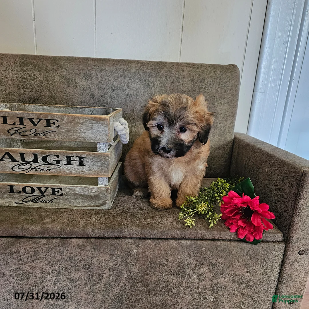 Maltipoo dogs for sale: Oscar - Ad 2