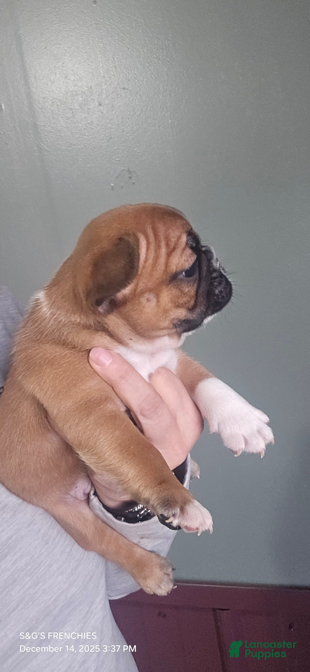 French Bulldog dogs for sale: STRYKER - Ad 5