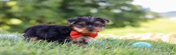 Yorkshire Terrier dogs for sale: Jasper - Ad 5