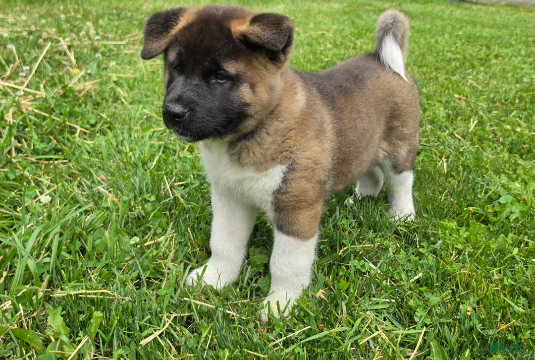 Akita dogs for sale: Thor  - Ad 1