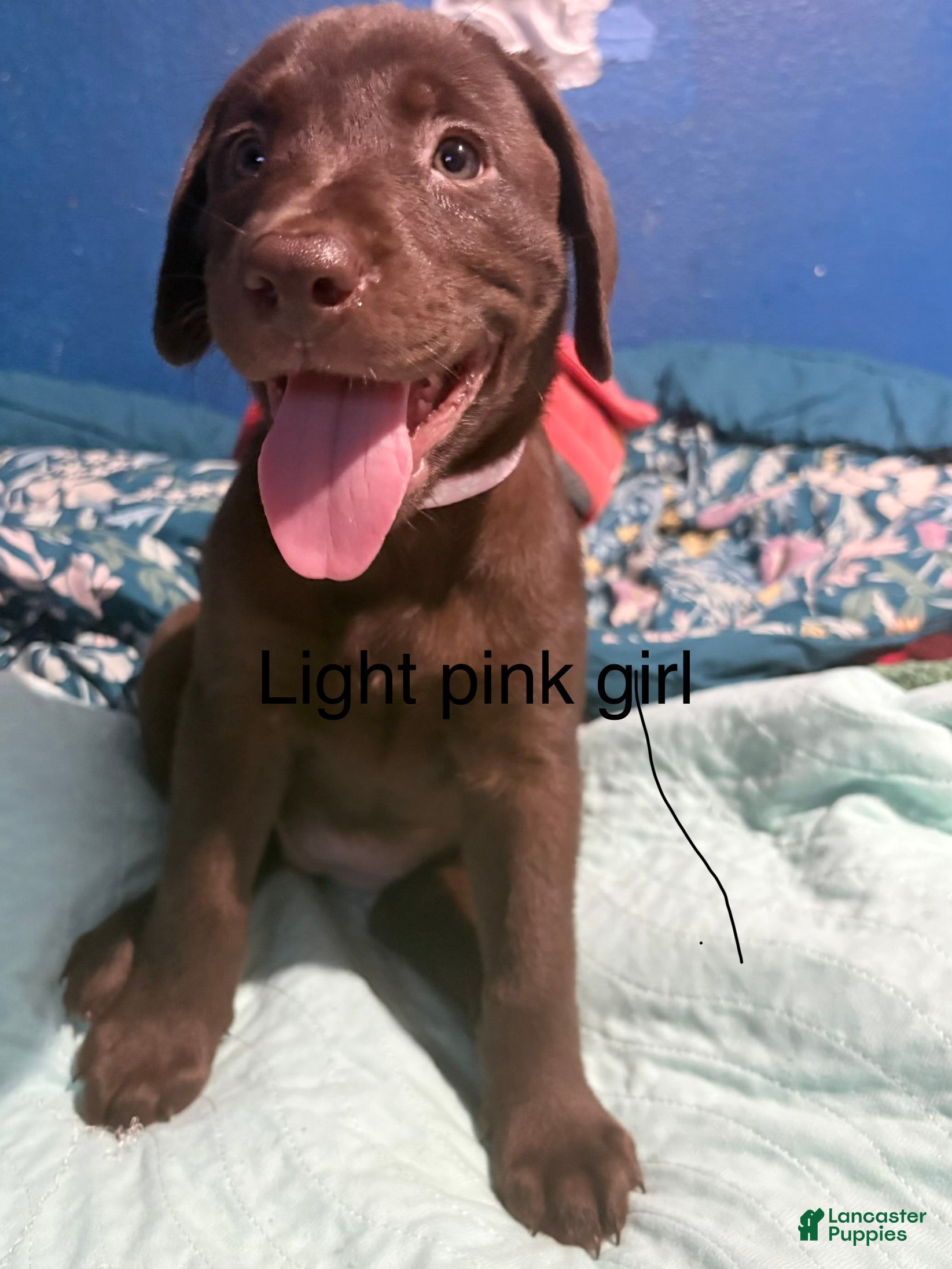 Labrador Retriever dogs Labrador Retriever 9 - Ad 10