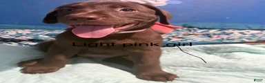Labrador Retriever 9