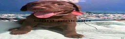 Labrador Retriever dogs for sale: Labrador Retriever 9 - Ad 1