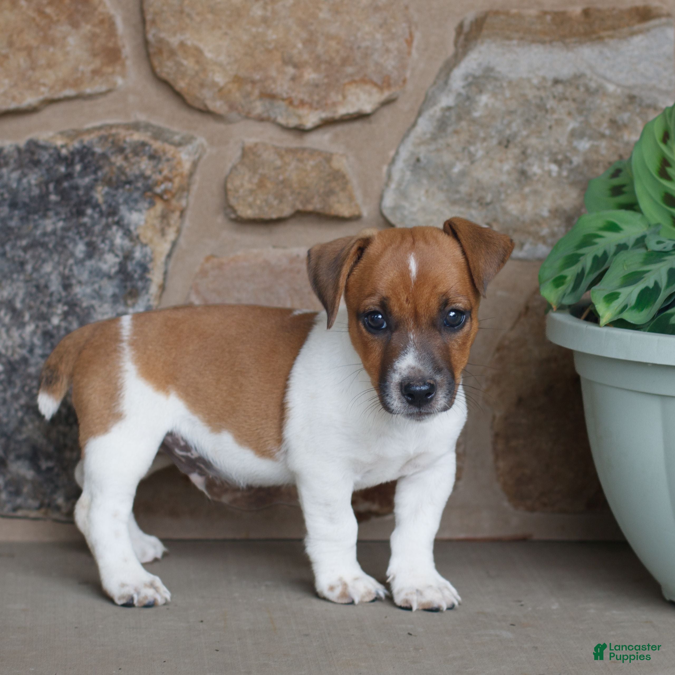 Jack Russell Terrier dogs Pete  - Ad 2