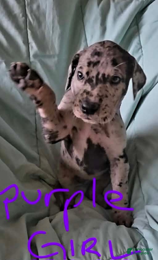 Great Dane dogs Purple Collar Female  - Ad 1