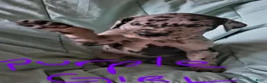 Purple Collar Female 