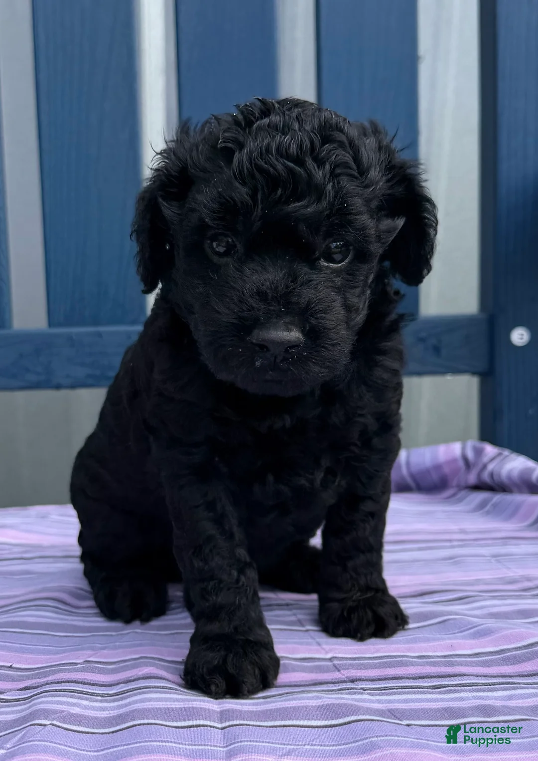 Mini Goldendoodle dogs for sale: Puppy #5….F1BB - Ad 2