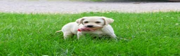 Labrador Retriever dogs for sale: Rosetta - Ad 5