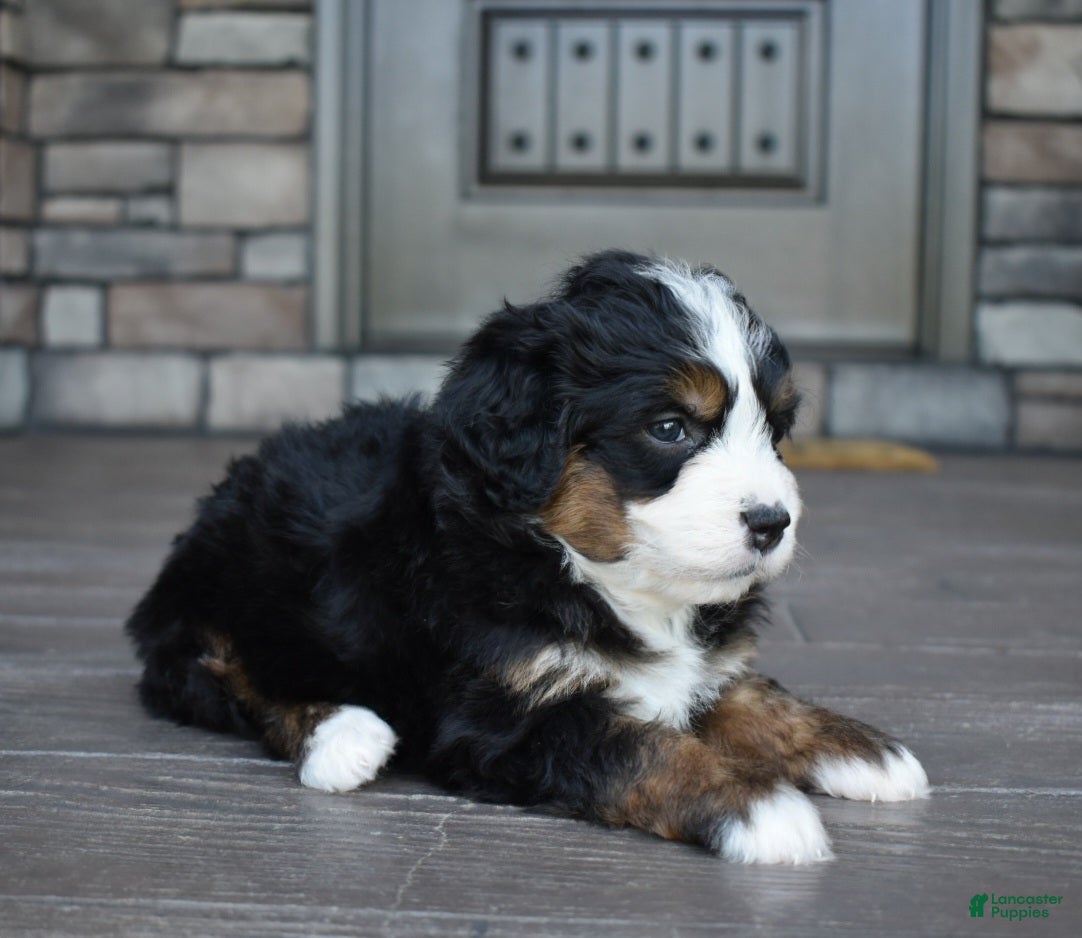 Mini Bernedoodle dogs Jodie - Ad 2