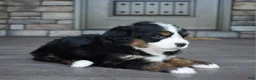 Mini Bernedoodle dogs for sale: Jodie - Ad 2