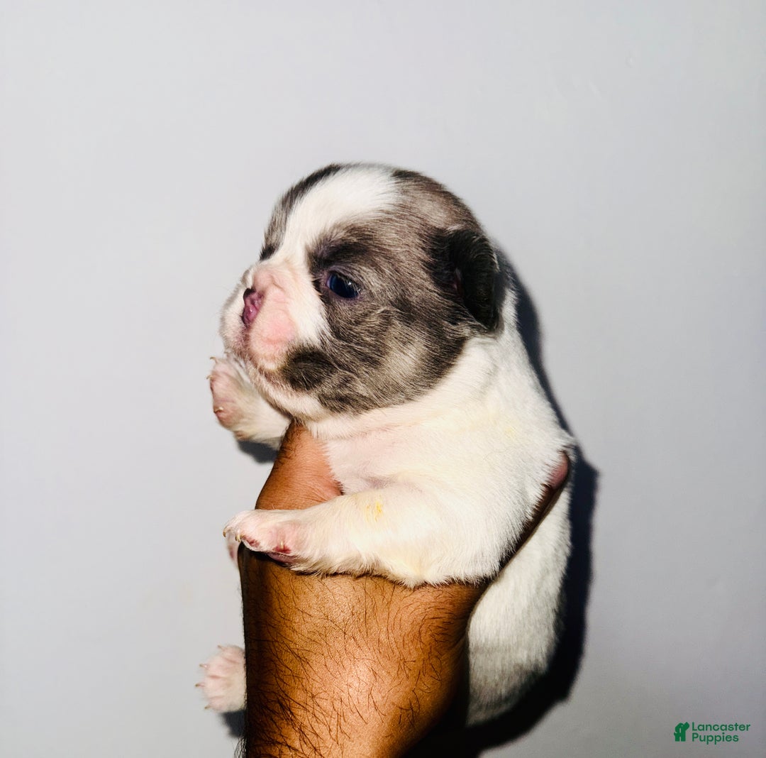 TURBO BIG ROPE EXOTIC FLUFFY FRENCHIE for sale in Jonesville - Main Image